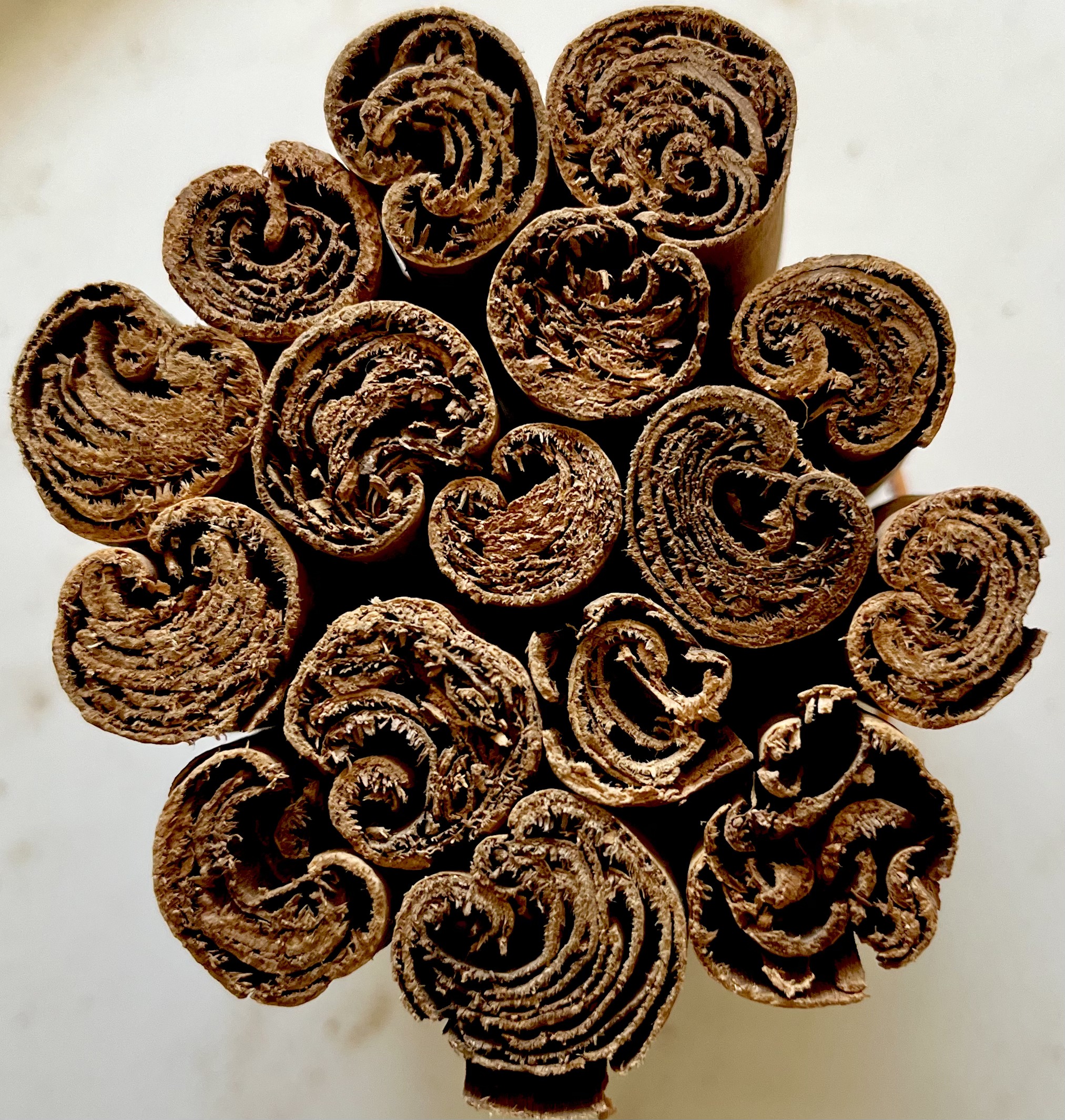 Hands quilling cinnamon bark