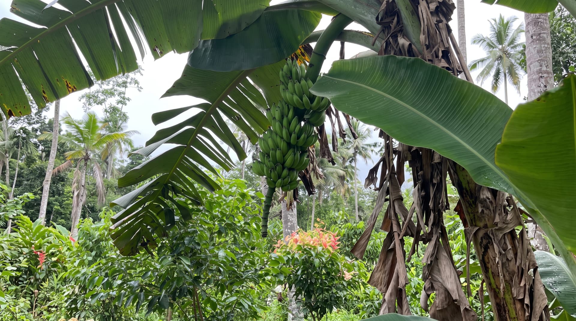 Green bananas ripening among broad leaves with coconut palms behind them on the farm