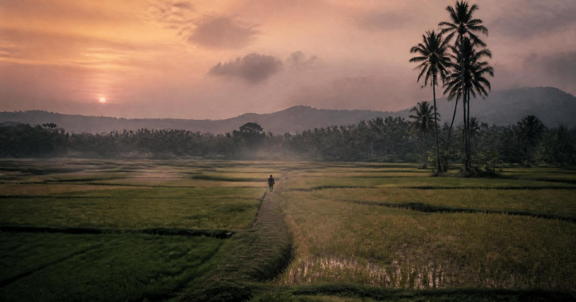Dusk settling over the paddy fields with a figure walking a distant path
