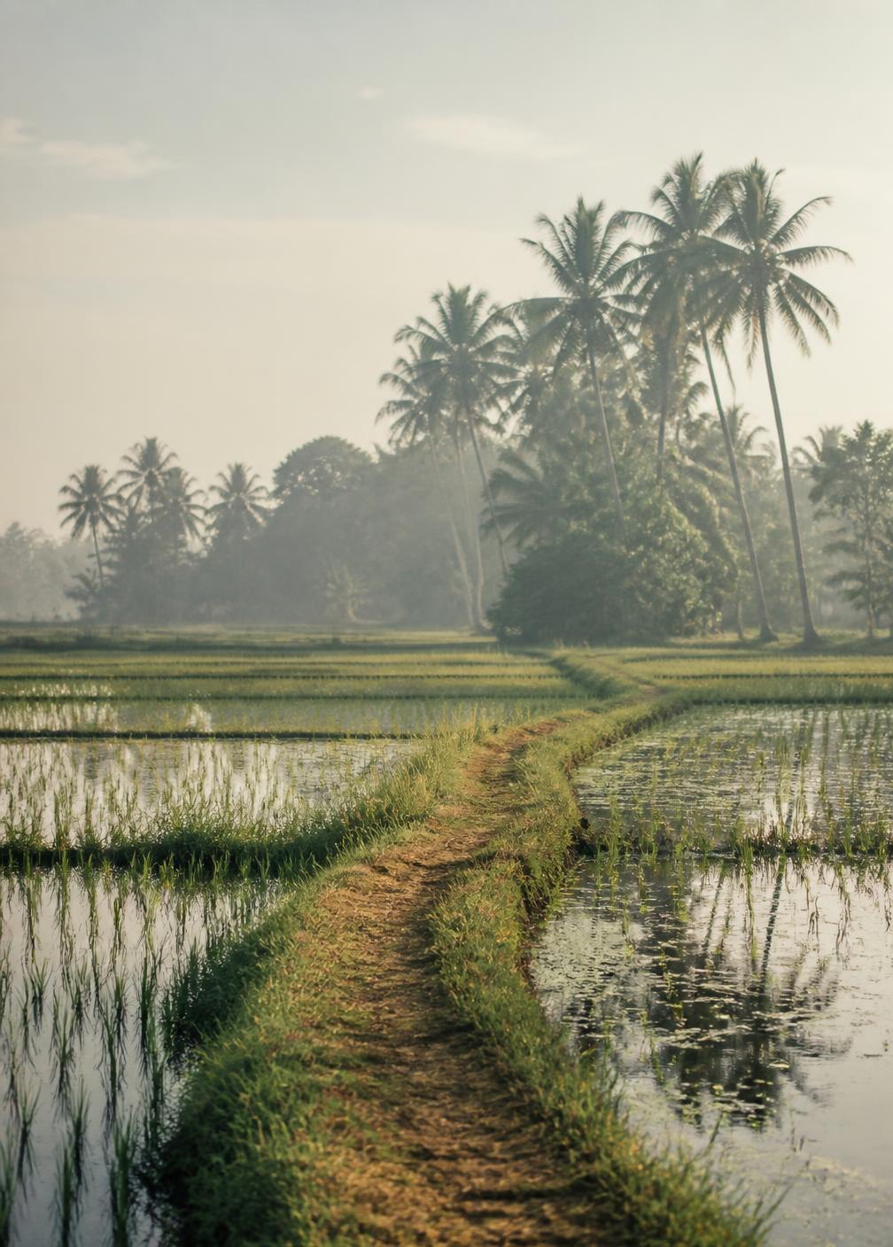 A narrow earth path between flooded paddy fields in the morning haze